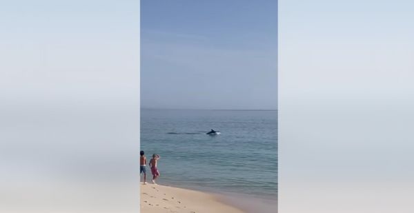 Nesta praia portuguesa os golfinhos nadaram junto  praia deixaram as pessoas maravilhadas