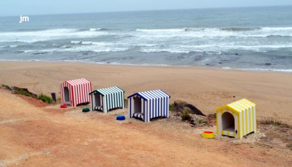 Já abriu a primeira praia para cães em Portugal tem barraquinhas e taças