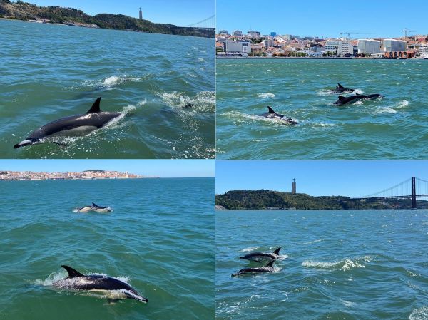 Golfinhos voltaram a ser avistados em Lisboa