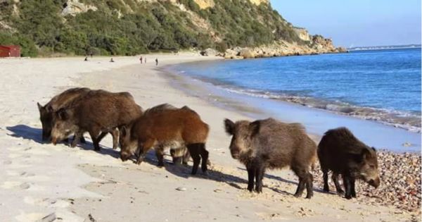 Existe uma praia paradisíaca em Portugal em que os javalis também vão à praia