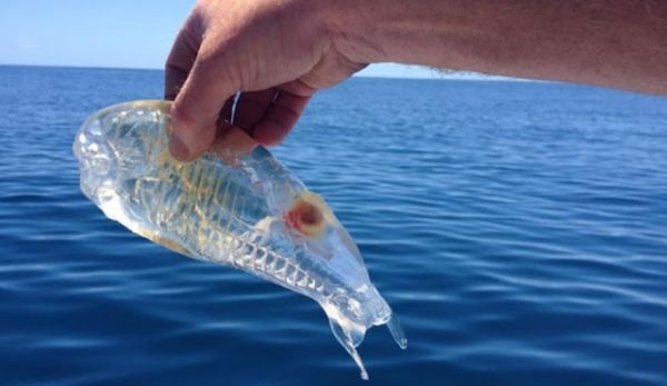 Estes seres estranhos estão a aparecer no Algarve não são medusas nem peixes e não os deve matar