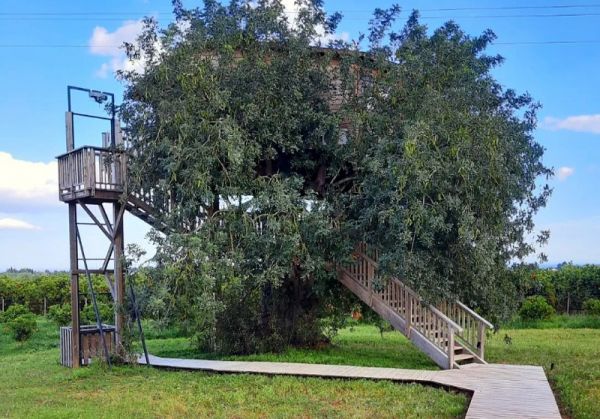 A escapadinha mais original do ano fica no Algarve dormir numa casa na árvore