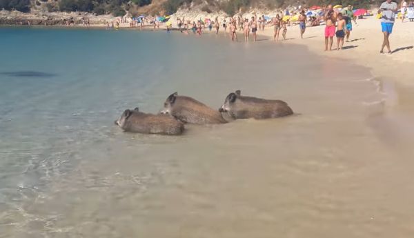 A praia portuguesa que os javalis também vão a banhos