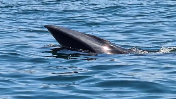 Baleia com mais de 10 metros foi vista a alimentar-se no Tejo