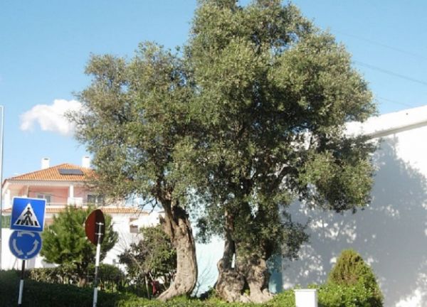 A segunda árvore mais antiga que se conhece em Portugal é uma oliveira com 2850 anos